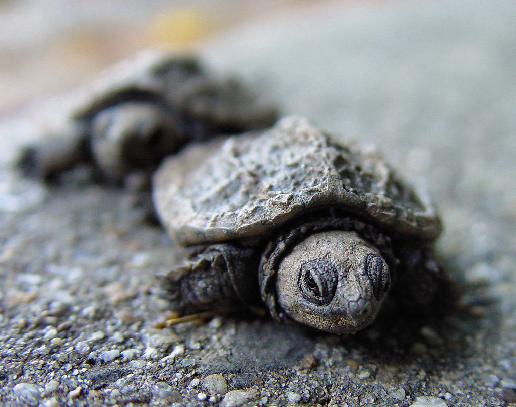Rescatan tortugas de contrabando en el aeropuerto JFK