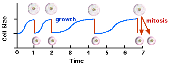 Muere Ada Yonath, primera israelí en ganar un Nobel