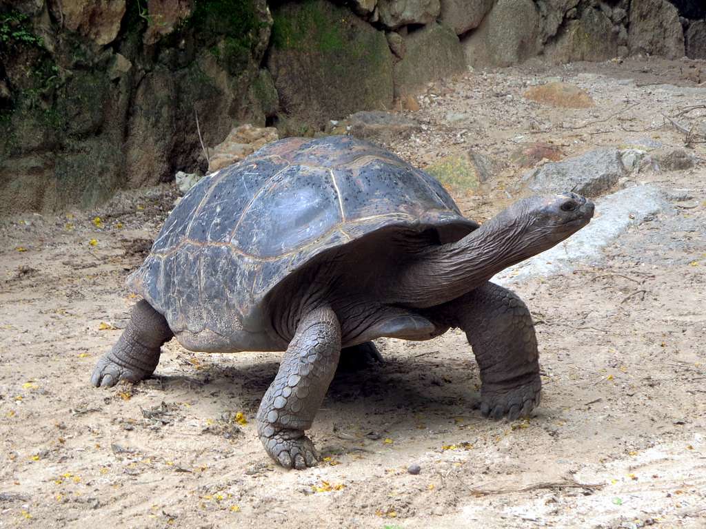 Jonathan, la tortuga más vieja, revela secretos de longevidad