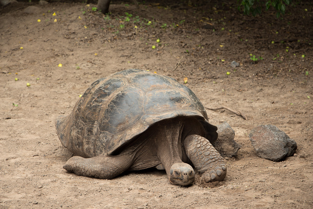 Jonathan, la tortuga de 194 años, revela su genoma