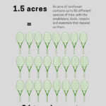 Deforestación en la Amazonía brasileña, la más baja registrada