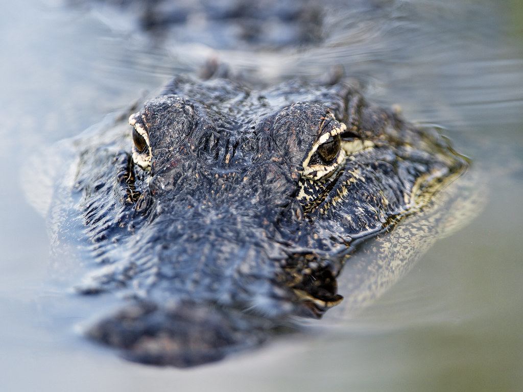 Imagen: Tambako the Jaguar, BY-ND 2.0 (vía Openverse). Caimán de casi 4 metros mata a pescador en Florida