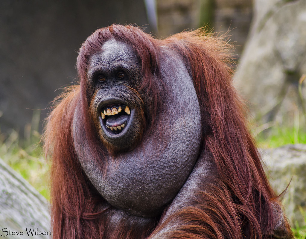 Liberan a 8 orangutanes rescatados de incendios en Borneo