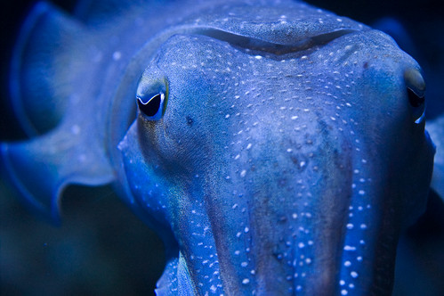 El misterio cerebral detrás del camuflaje de los calamares