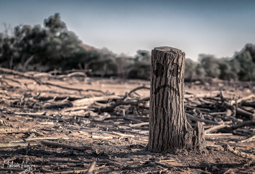 Crisis maderera en EU deja más leña para incendios