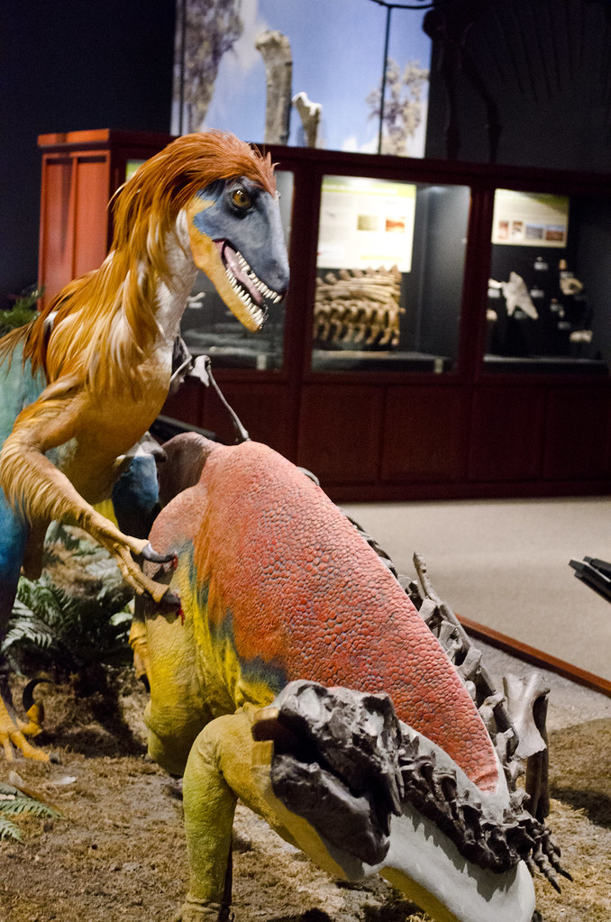 Imagen: Tim Evanson, BY-SA 2.0 (vía Openverse). Dinosaurio de cuatro alas revela secretos del vuelo