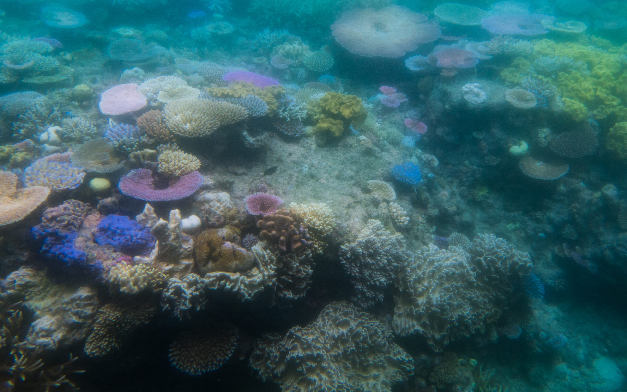 Corales enfermos sanan al tocar corales sanos, revela estudio